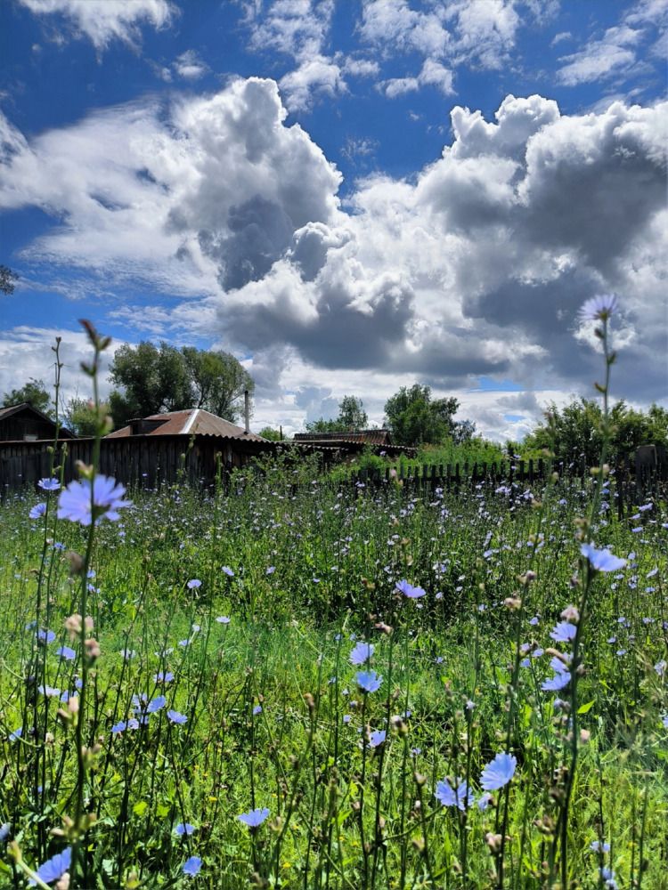 Моя деревня в цвету