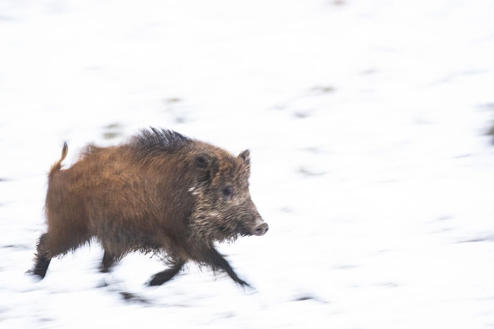 Photograph by Алексей Шаскольский