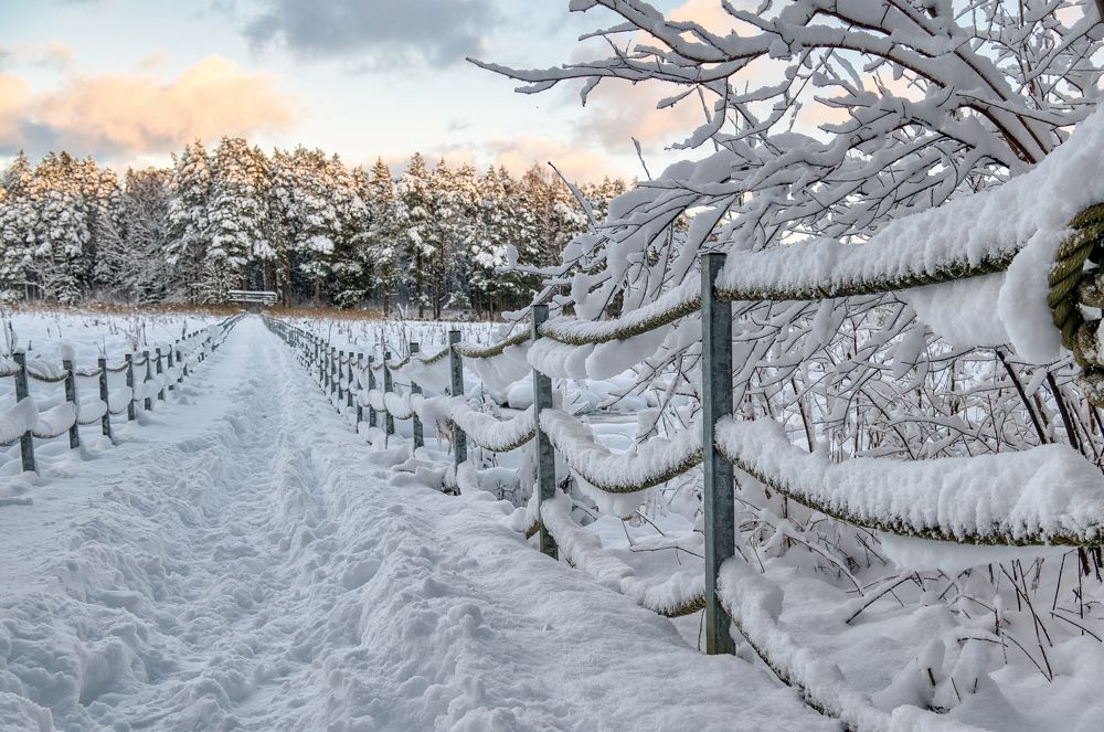 Photograph by Janis Serdienis