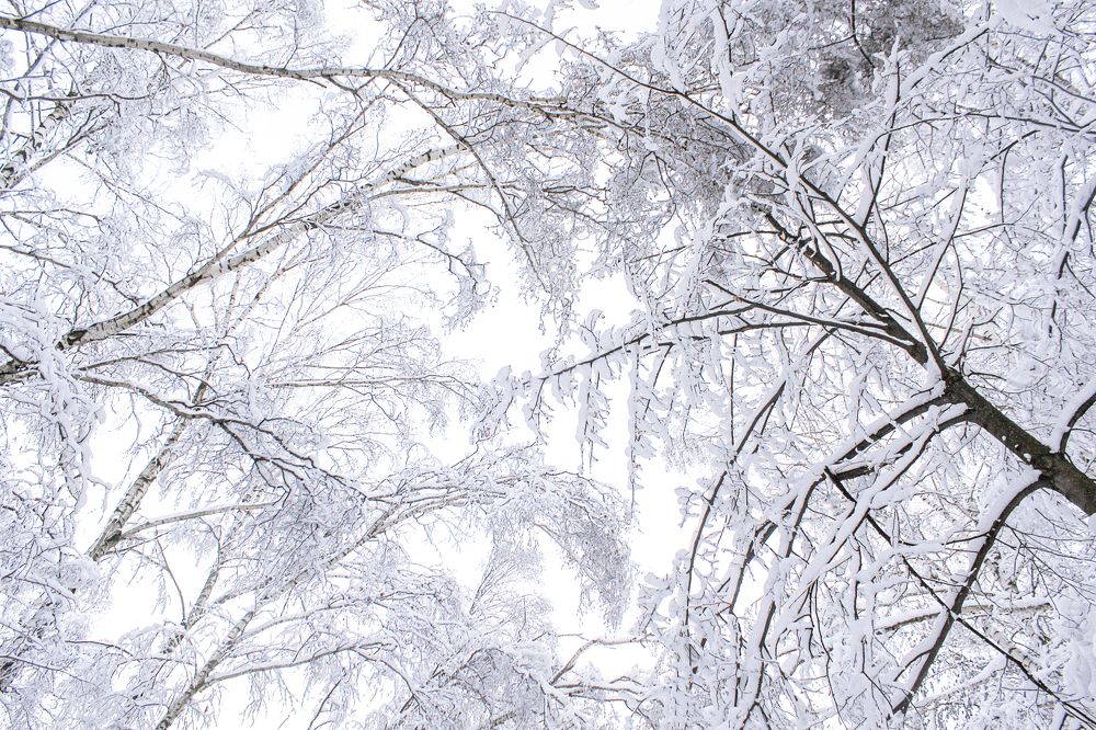 Photograph by Светлана Кавказская