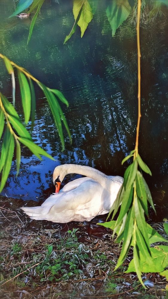 Photograph by Алла Холодова