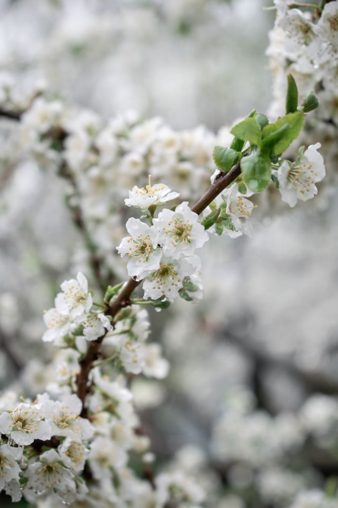 Photograph by Галина Ноздрина