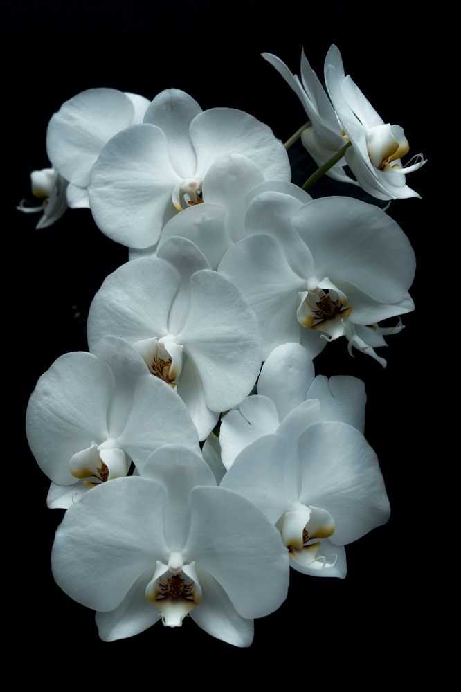 Photograph by Anya Lo