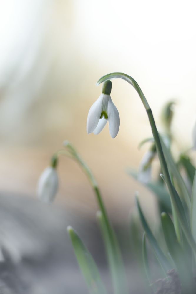 Фотография автора Мария Рохмистрова