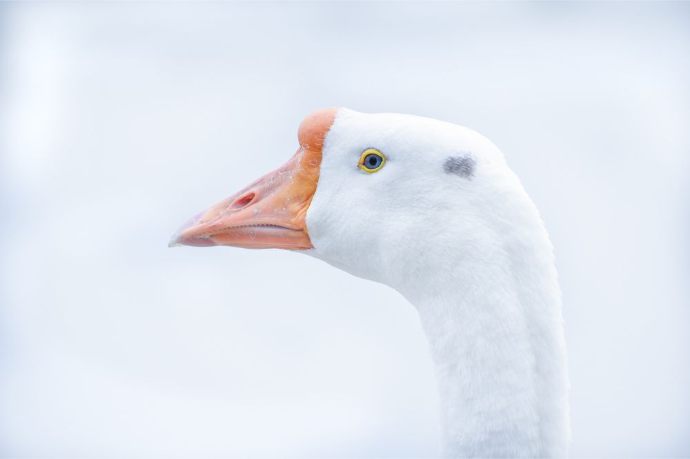 Photograph by Asamanj Maiti