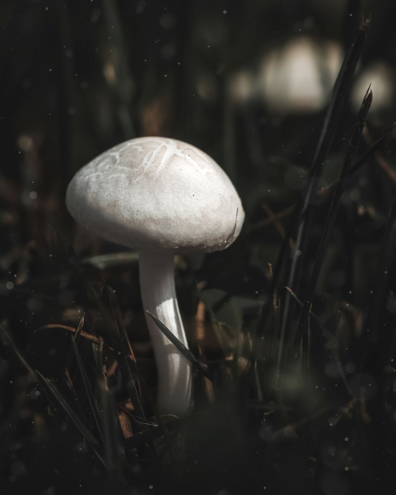 Photograph by Anya Lo