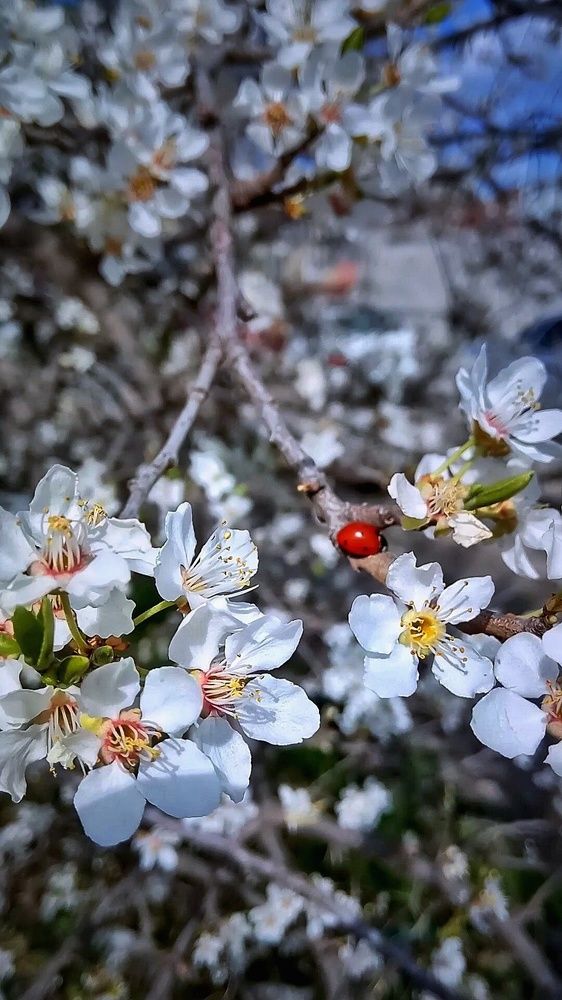 Photograph by Алла Холодова