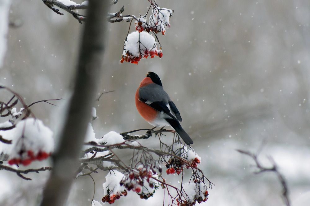 Photograph by Елизавета Нефедова