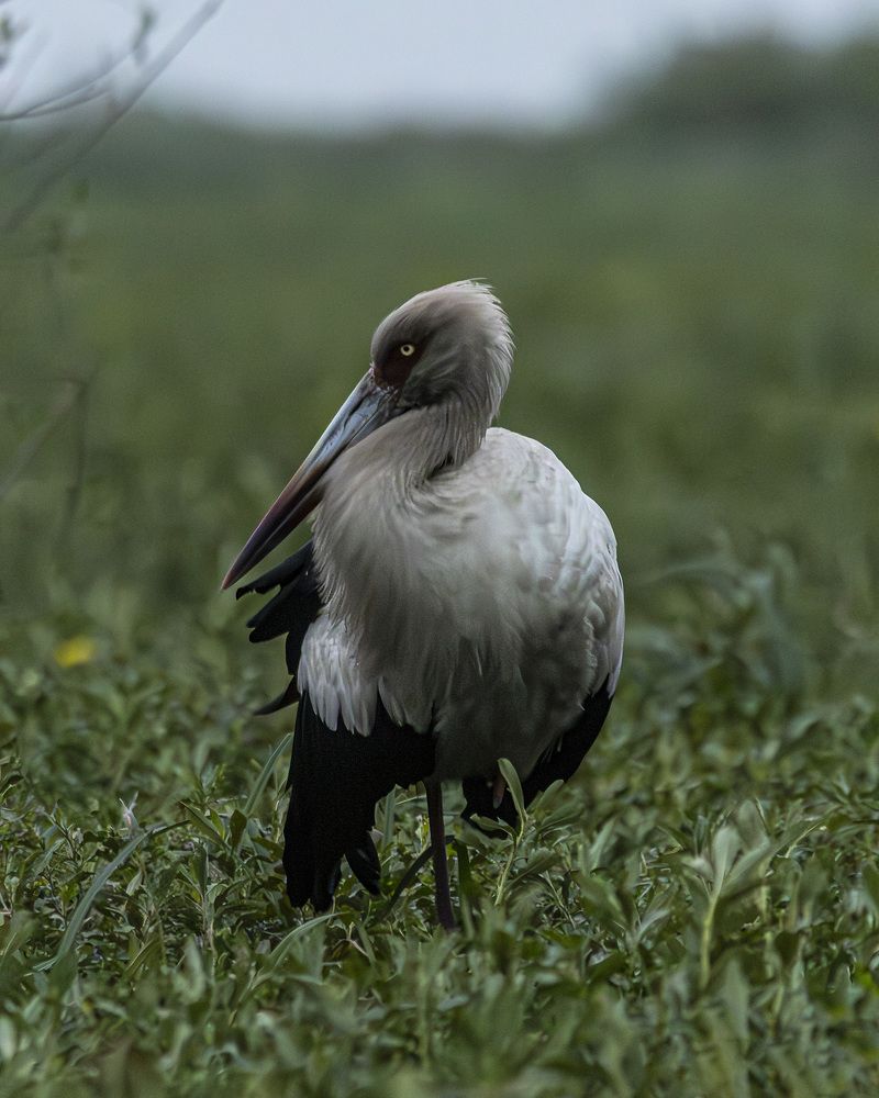 Photograph by Pablo Corengia