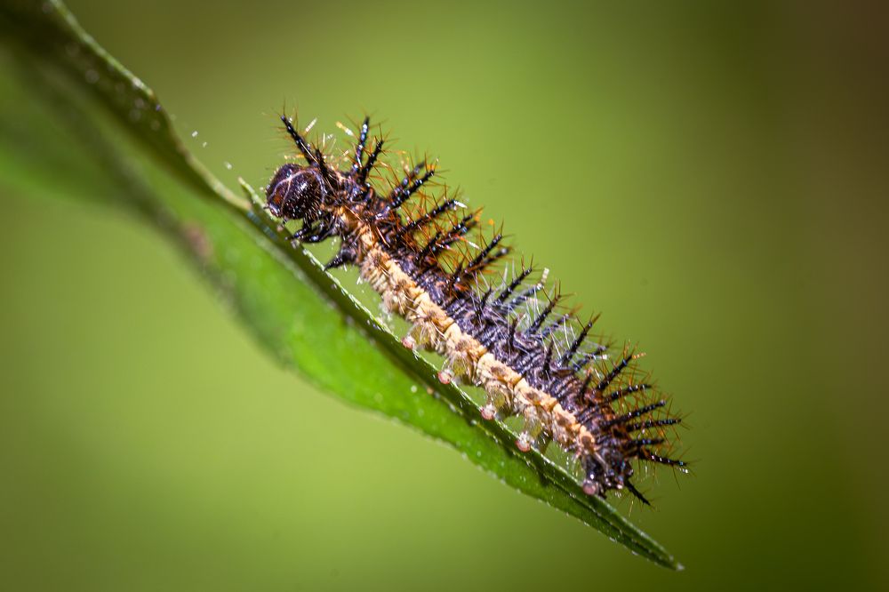 Photograph by Carlos Gianoli