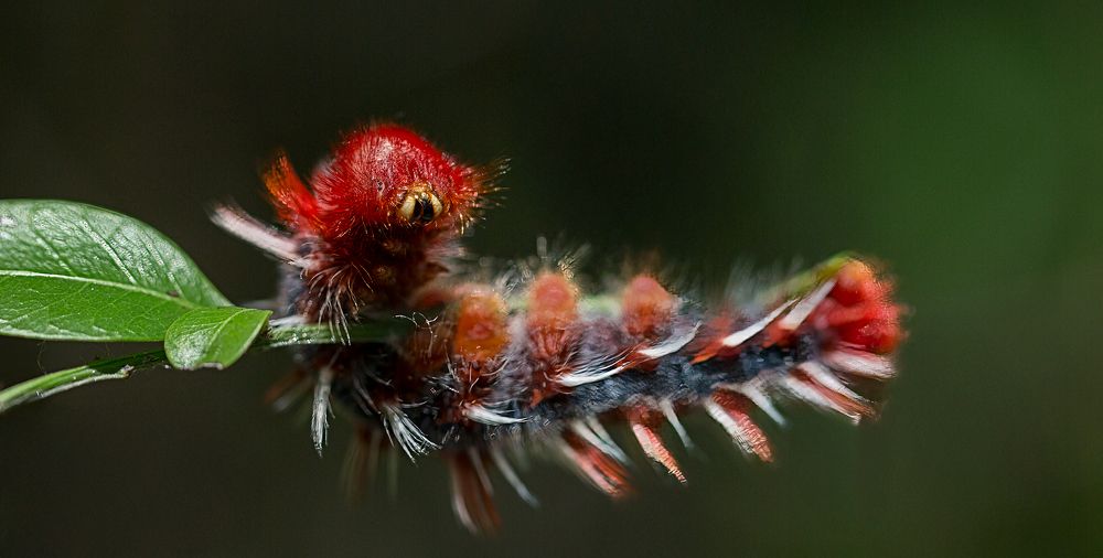 Photograph by Carlos Gianoli