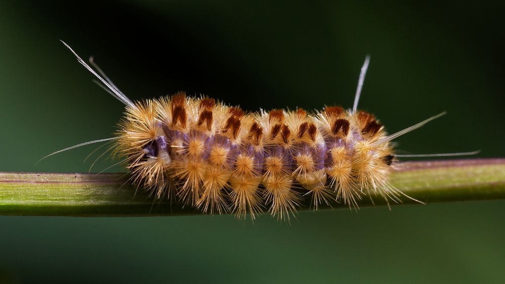 Photograph by Carlos Gianoli