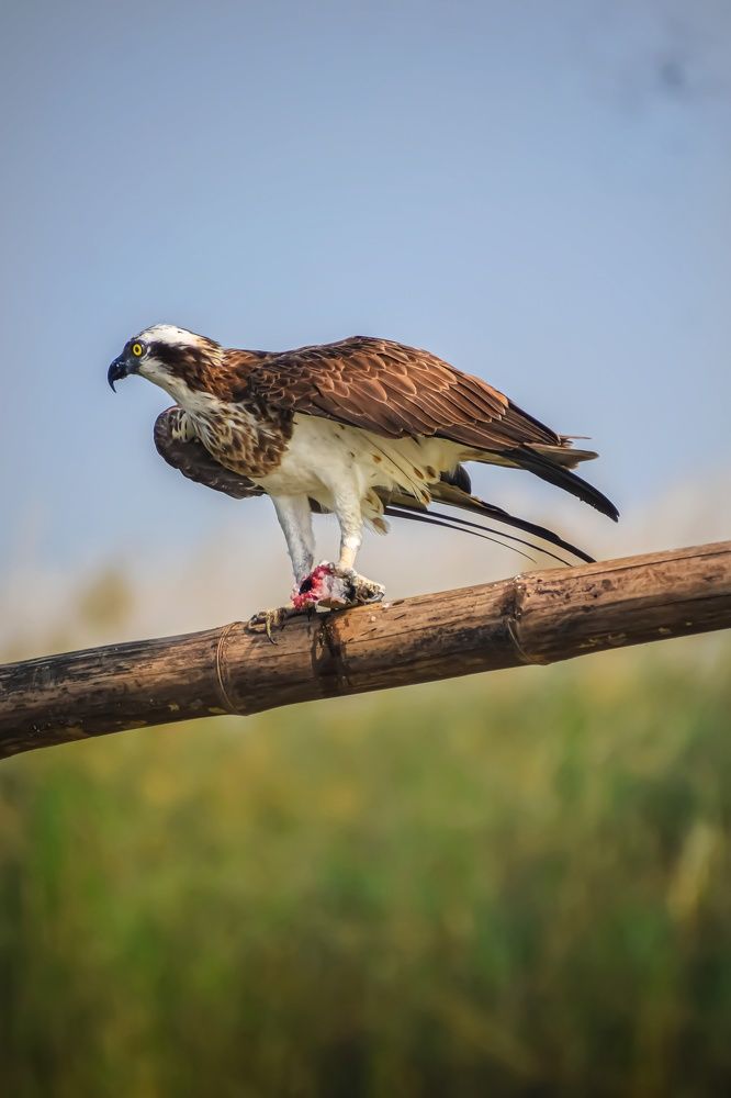 Photograph by Subrata Das