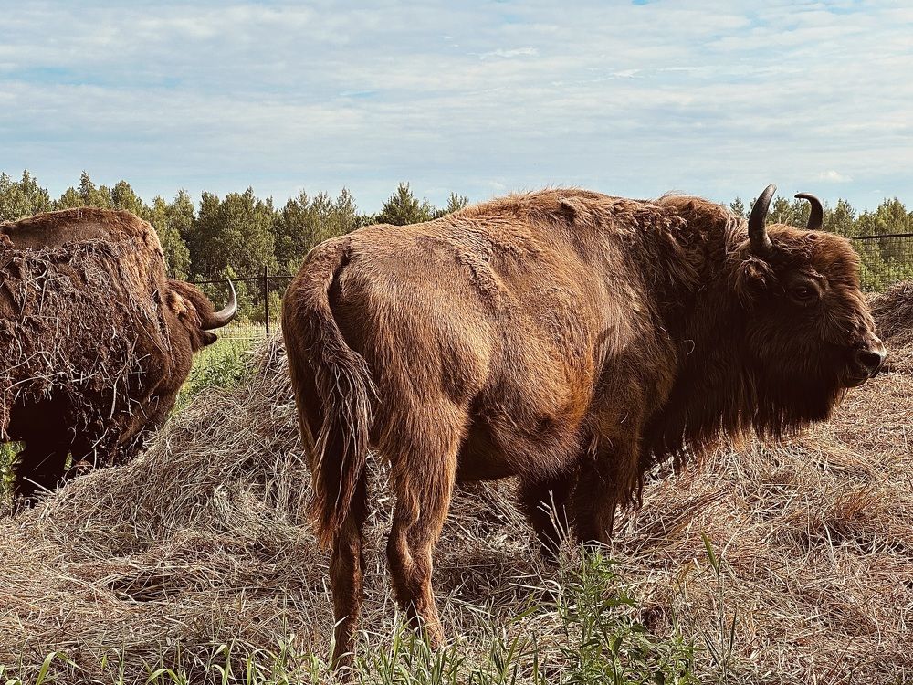 Photograph by Диана Бадеева