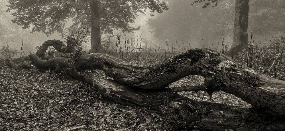 Фотография автора Mahdi Mohammadi