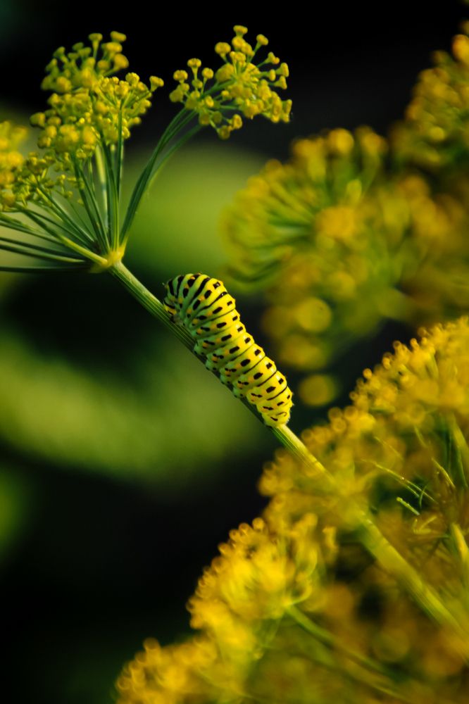 Photograph by Наталья Лобанова