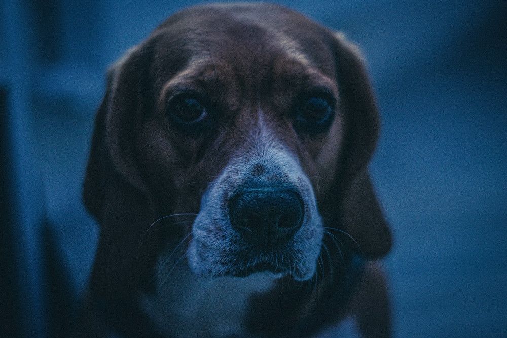 Bella