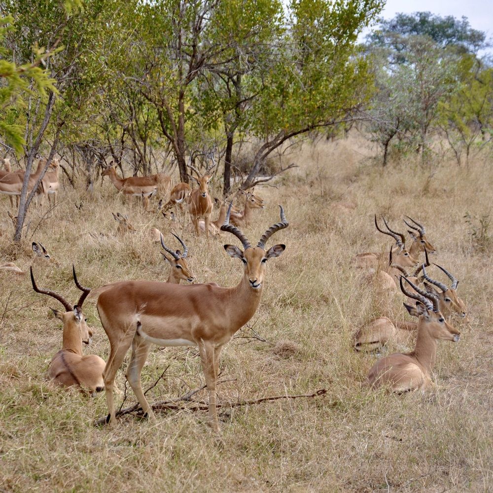 Impala Antelope