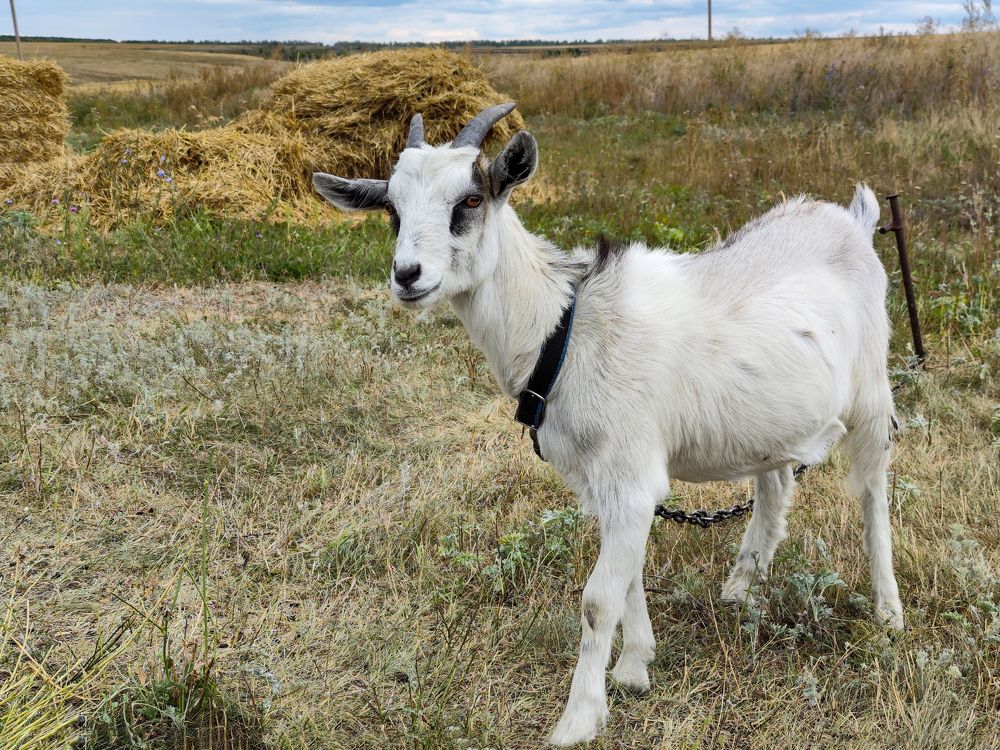 Photograph by Ирина Шибитова