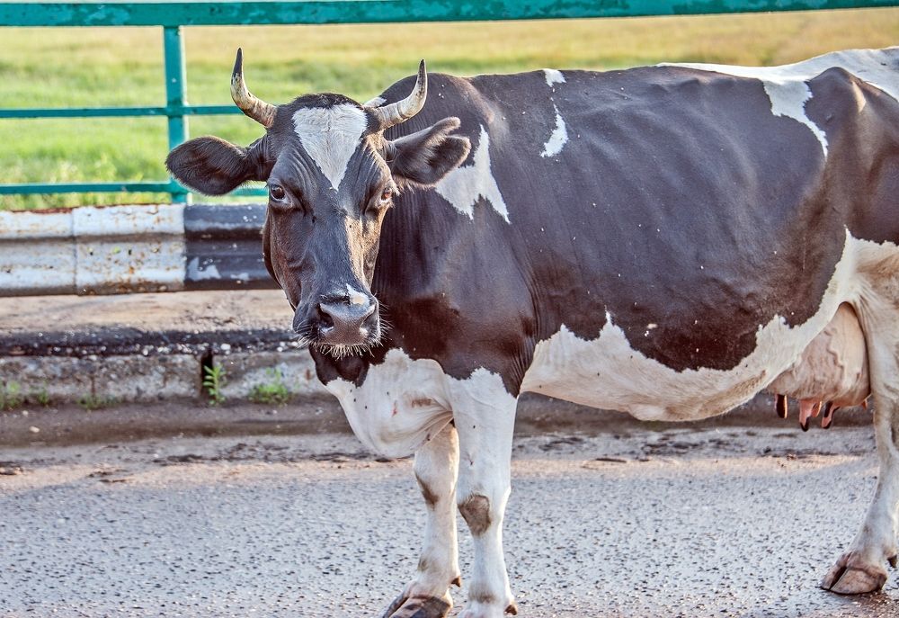 Photograph by Валерий Клейменов