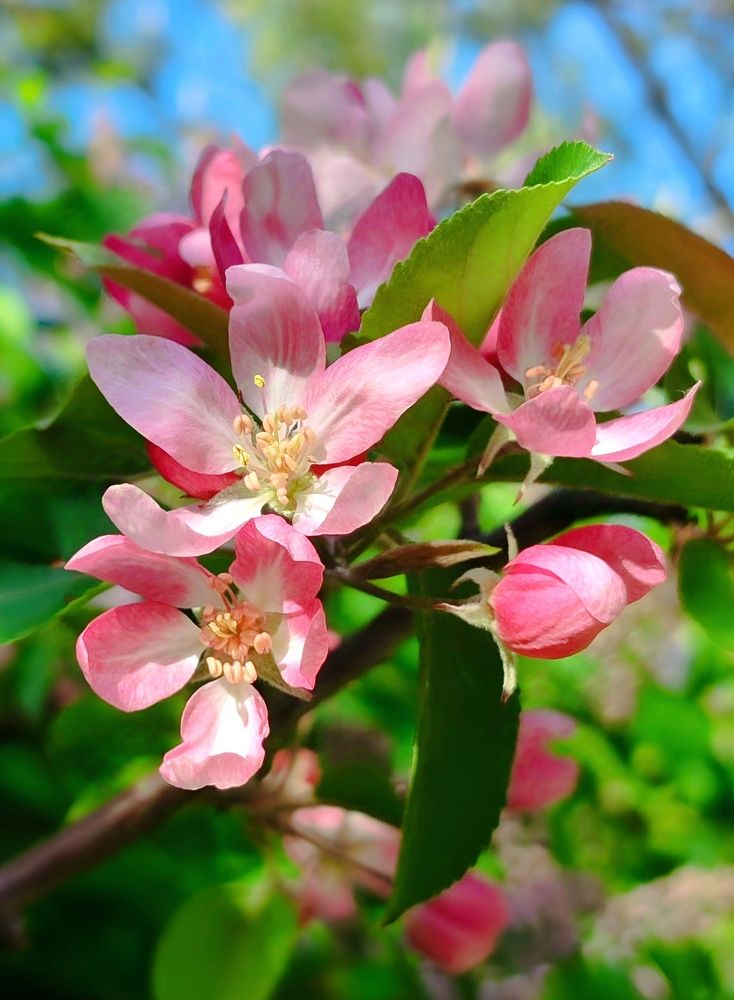 Яблоневый цвет