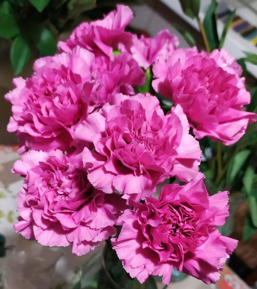 Букет гвоздик