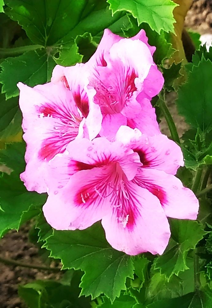 Photograph by Юлия Холомцева