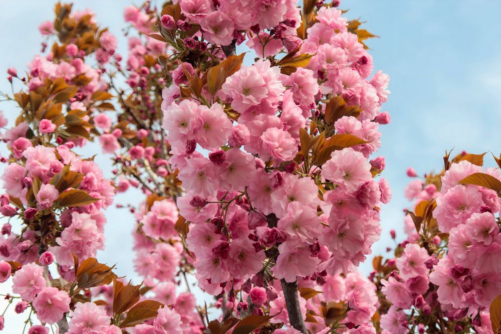 Photograph by Ирина Шибитова