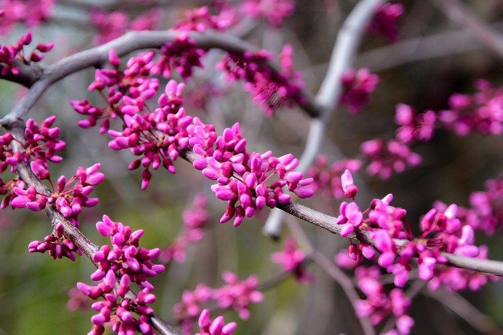 Photograph by Ирина Шибитова