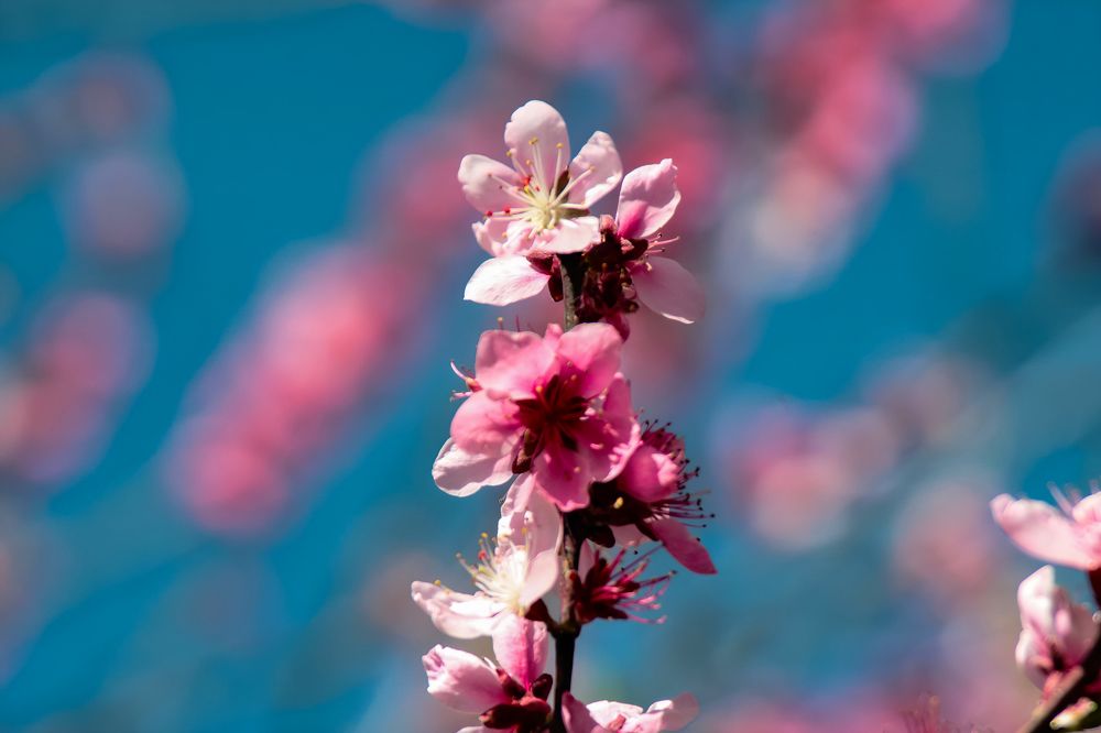 Photograph by Ирина Шибитова