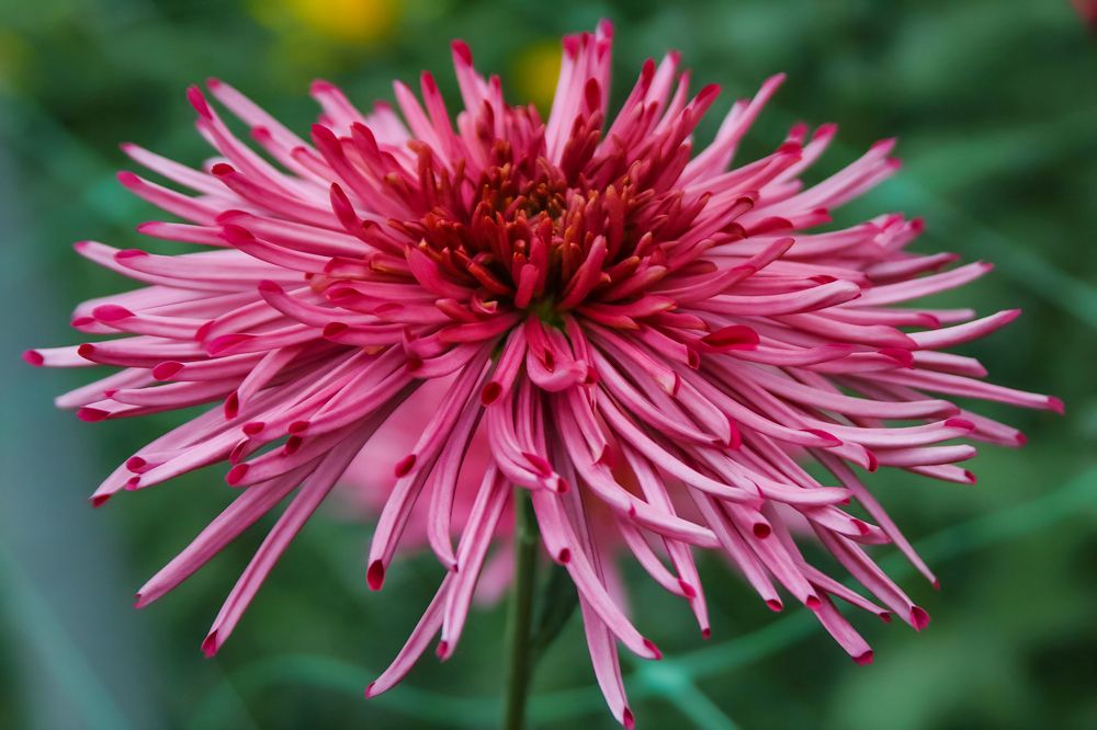 Photograph by Ирина Шибитова