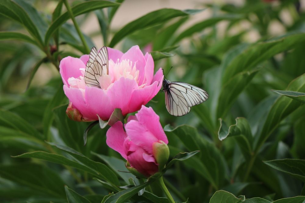 Бабочки и пионы