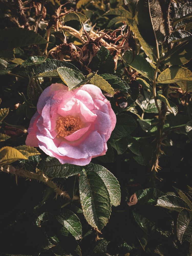 Photograph by Наталия Короленко