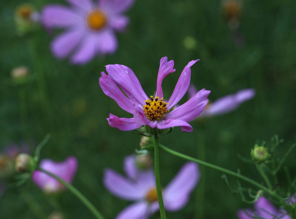 Фотография автора Татьяна Сергиенко