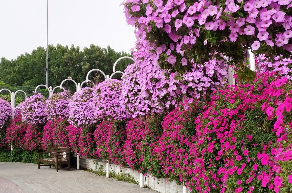 Фотография автора Елена Александрова