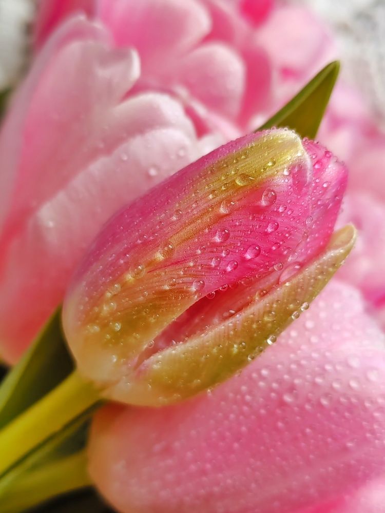 Фотография автора НАТАЛЬЯ СЕВЕР