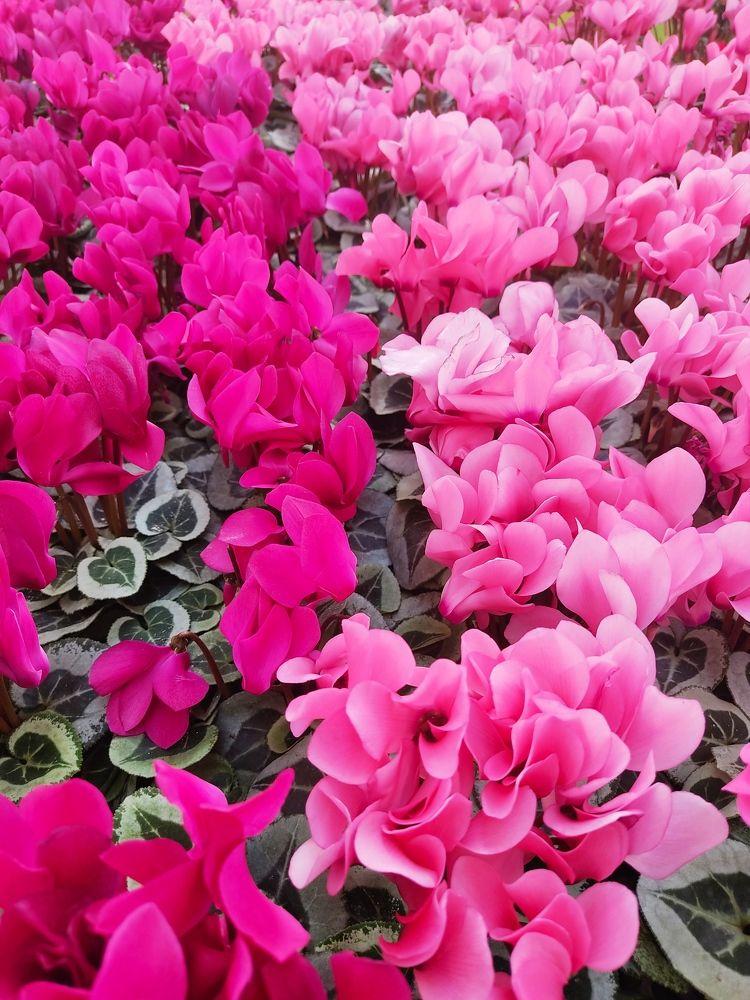 Photograph by Александра