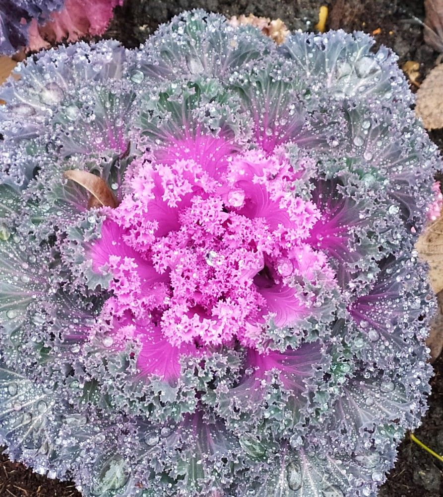 Фотография автора Елена Александрова