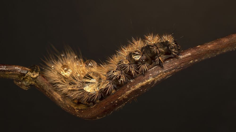 Photograph by Людмила Железнова