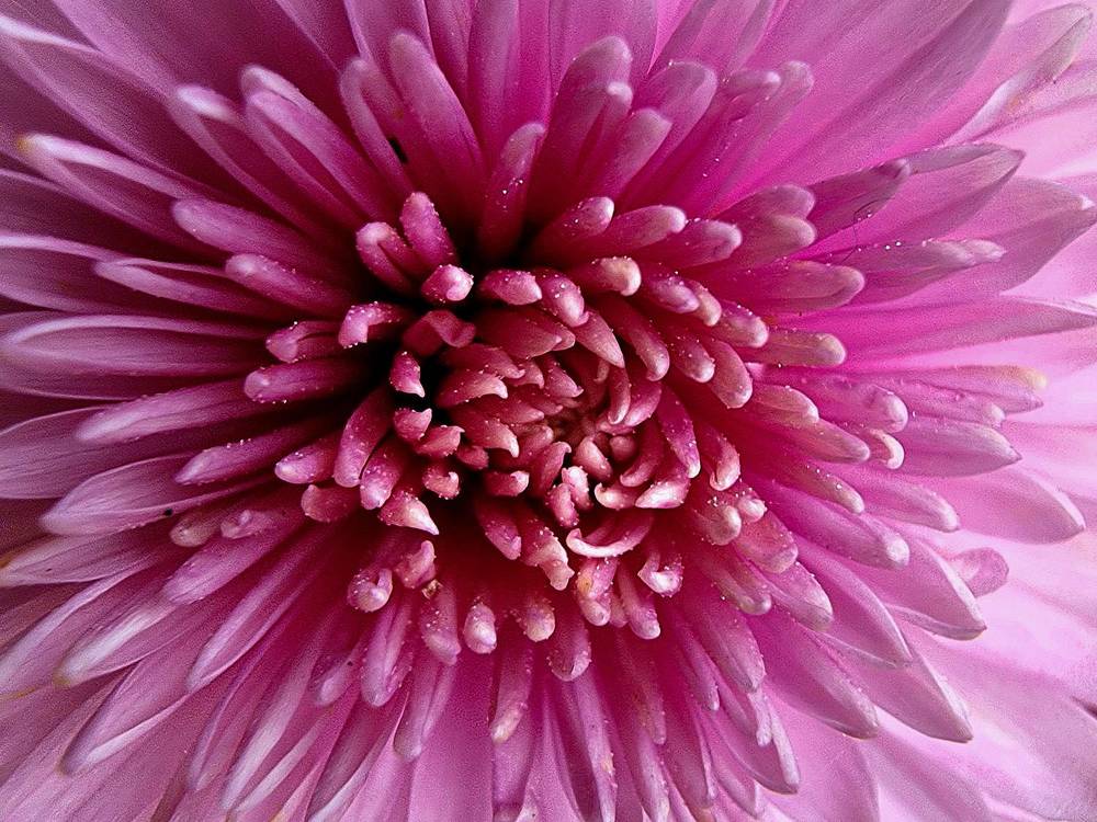 Photograph by Мария Пояскова