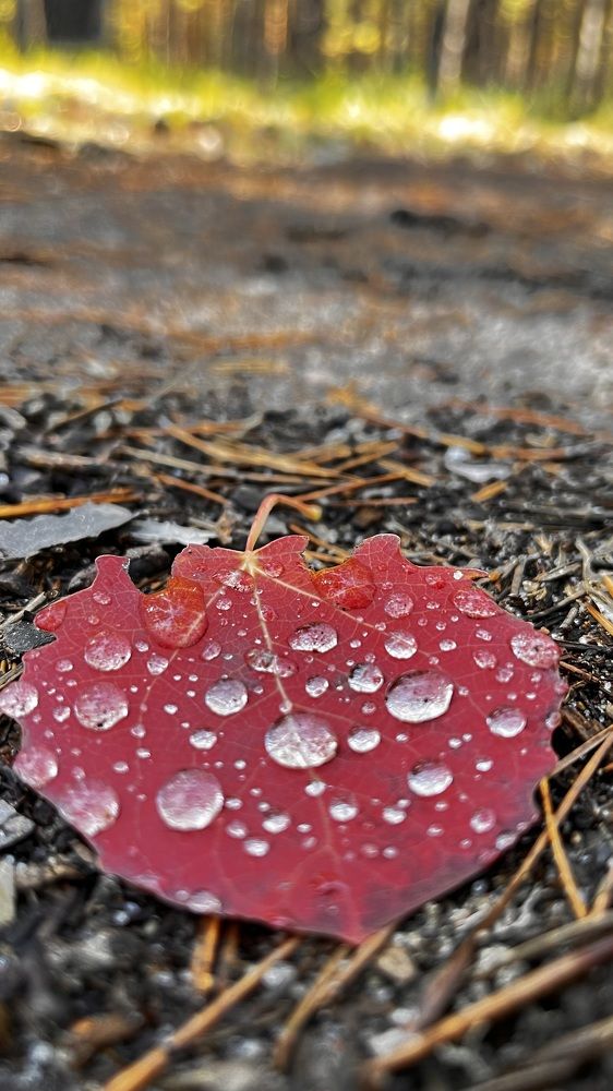 Photograph by Ольга Белоусова