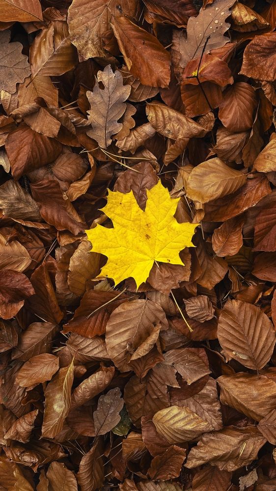 Фотография автора Svetlana Siniakova