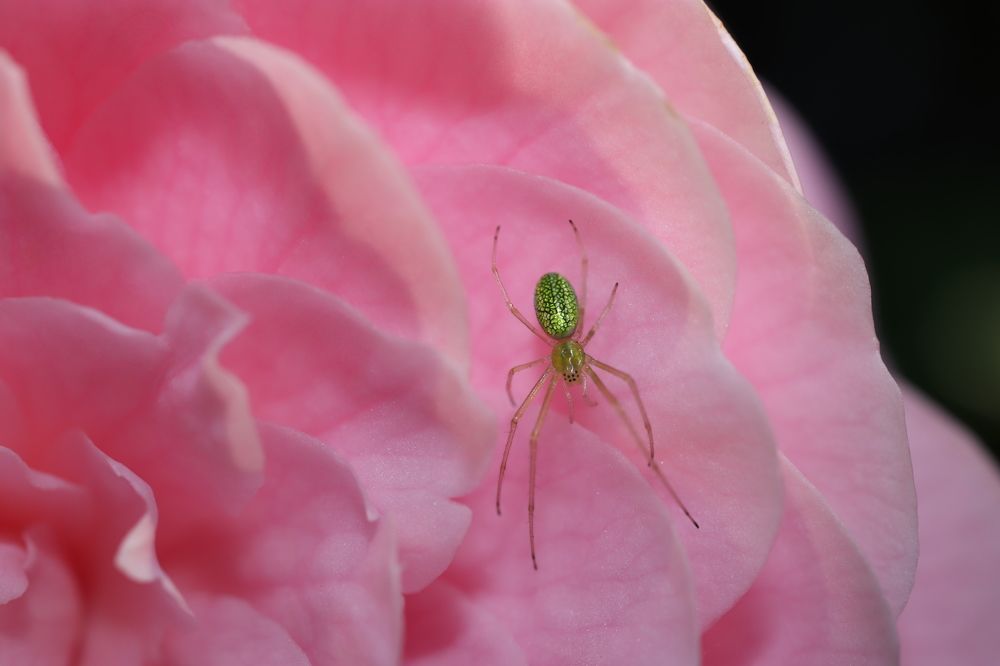 Photograph by Se Lena