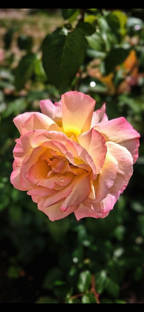 Photograph by Елена Бородулина