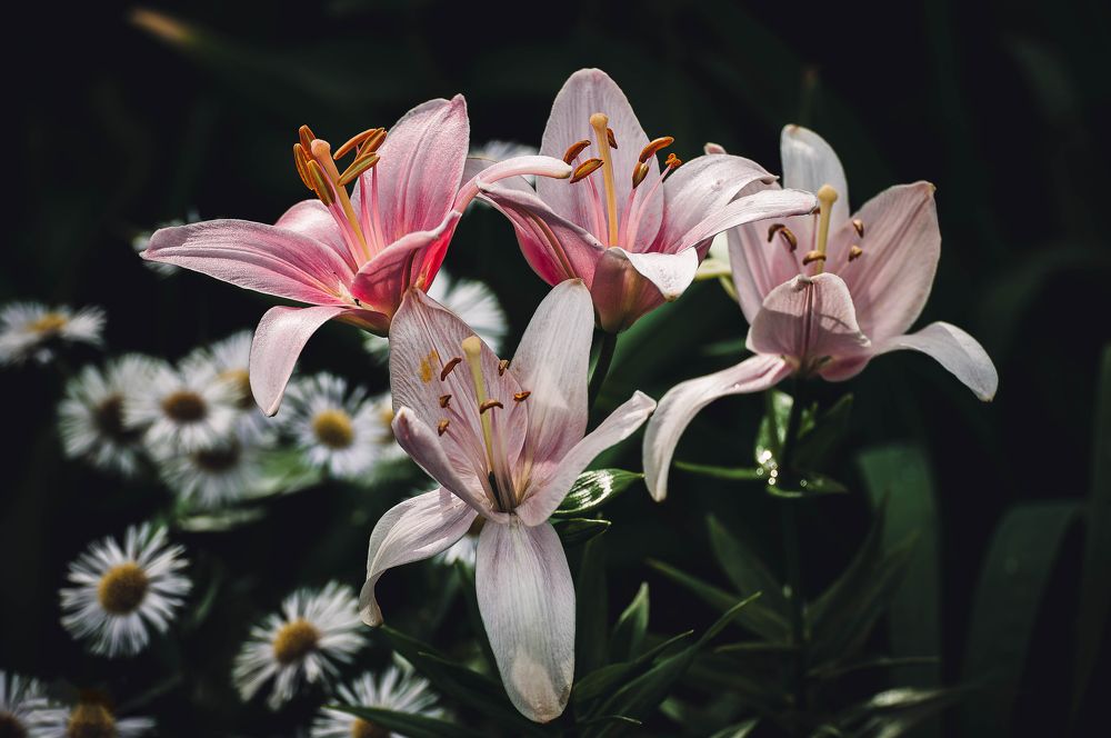 Photograph by Вадим Басов