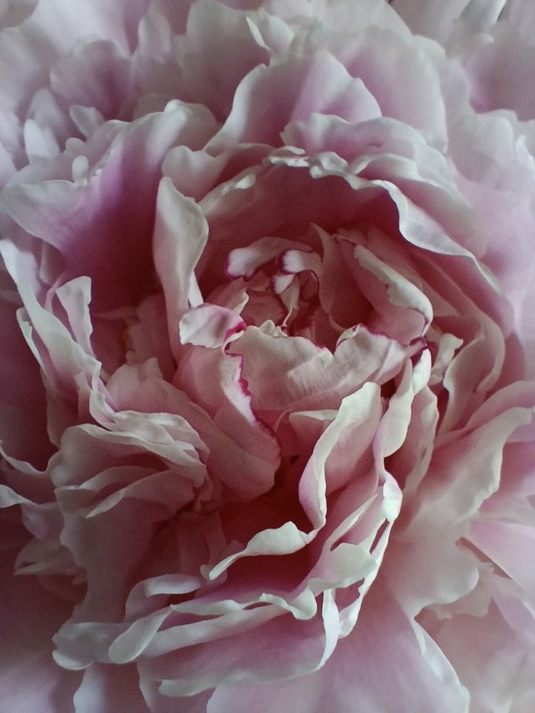 Photograph by Ирина Шведчикова