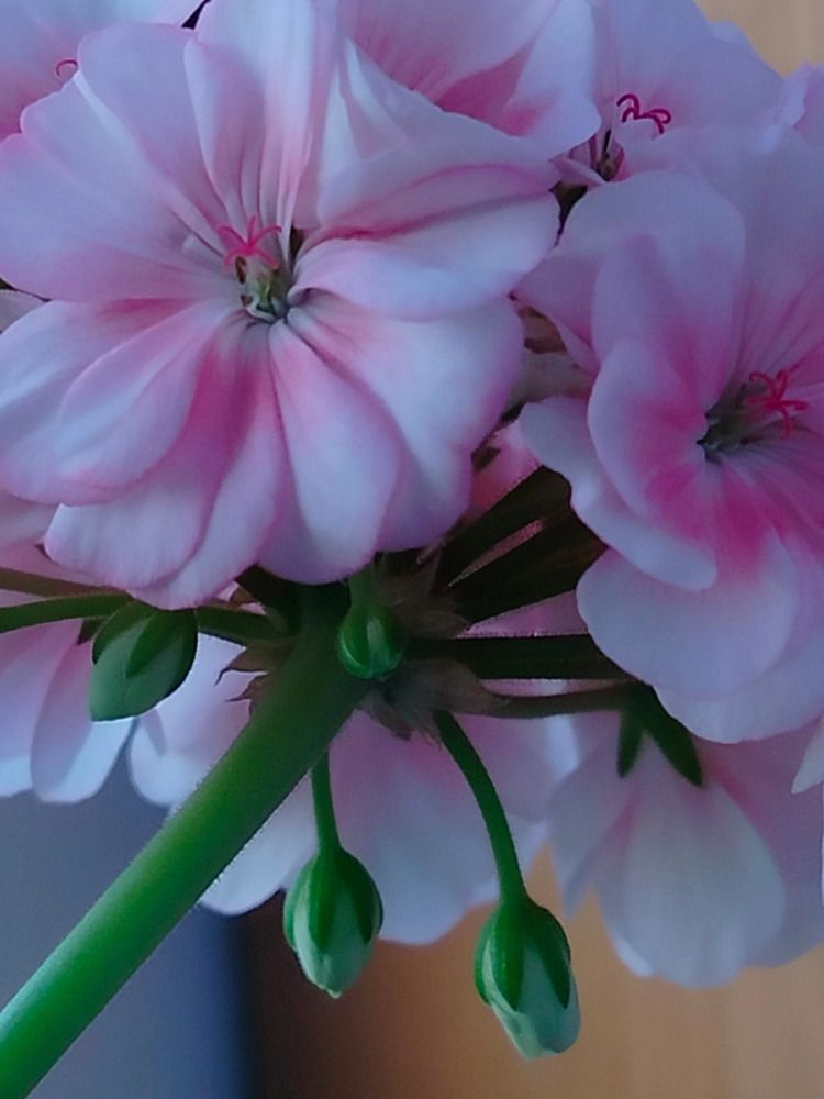 Photograph by Зульфия Набиуллина