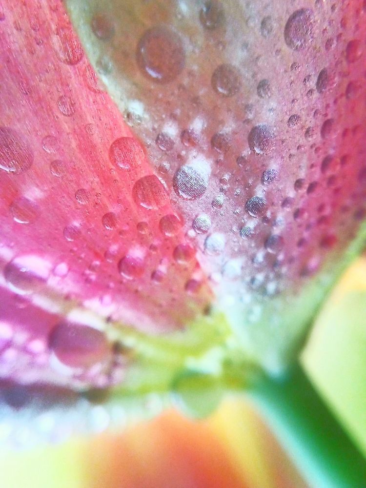 Фотография автора Екатерина Солохина