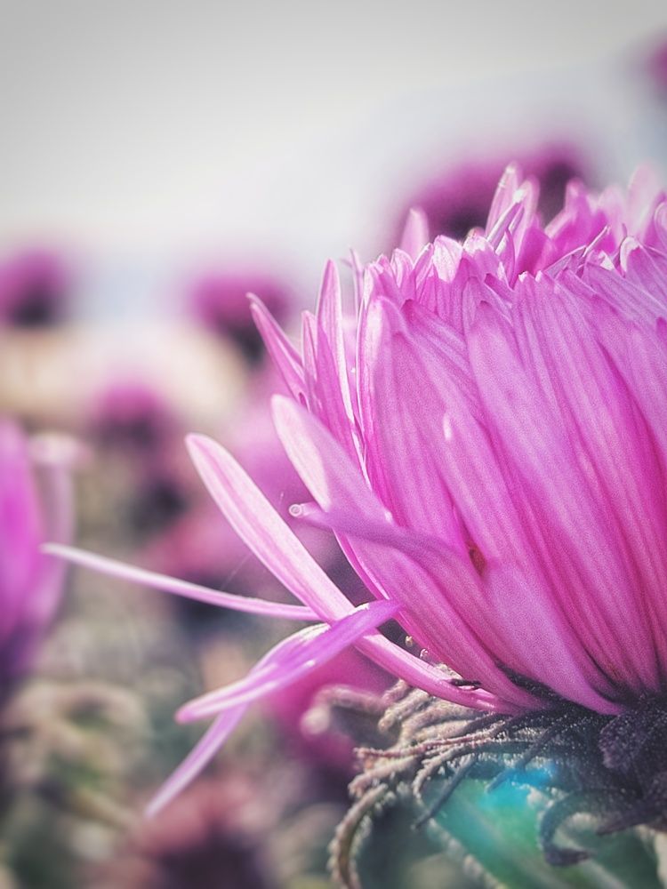 Photograph by Алина