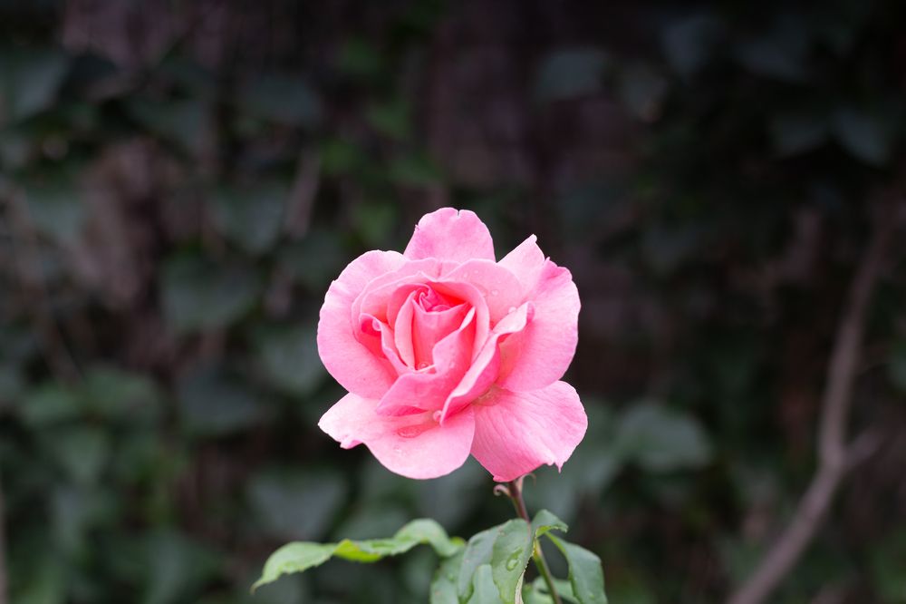 Photograph by Виталий Са